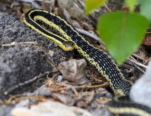 Eastern Garter Snake