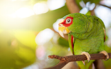 Parrot. Mexican Red Headed Amazone