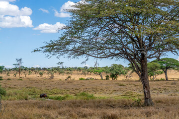 Fototapeta premium Savannah landscape in Serengeti National Park