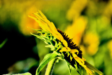 sunflower in summer