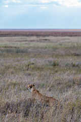 Wild cheetah in serengeti national park