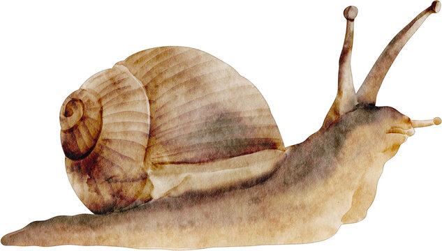 Watercolor Snail