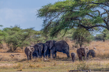 Wild elephants in Serengeti national park