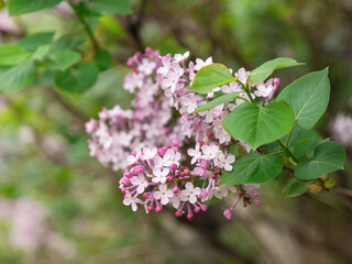 Bright blooming spring lilac bush. Spring lilacs close-up on blurry background.