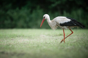 Stork standing on green field