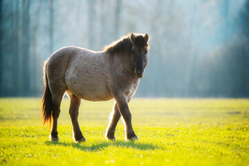 Wild horse grazing in spring field © alexugalek
