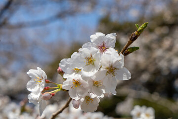 桜（ソメイヨシノ）の花のクローズアップ
