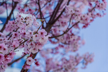 春の桜（河津桜）と青い空