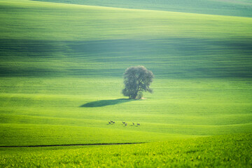 Beautiful spring landscape in the Moravia region