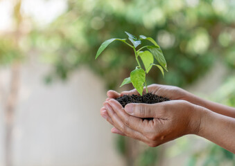 Woman holding green seedling on soil.