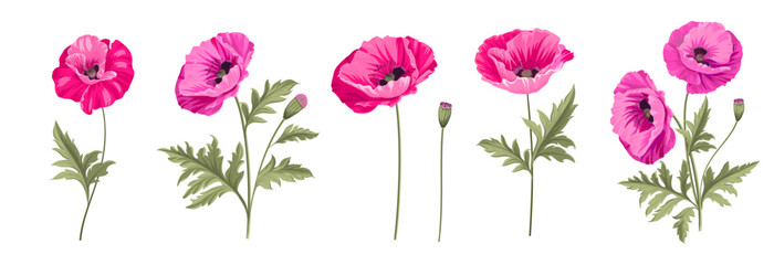 Set of differents poppy flowers on white background.