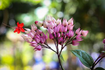 Clerodendrum