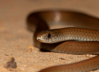 Small snake on the ground; small brown snake flicking its tongue and slithering; serpent from the forests of South Africa, 
 Duberria lutrix, common slug eater from Garden Route National Park