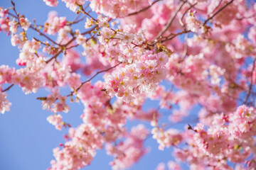 Springtime, cherry blossoms at Alexandra Park in London, England
