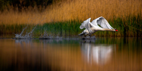 Amazing Swan trying to take off from the surface of the lake.