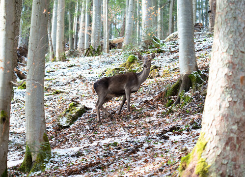 Beautiful deer female in the winter snow