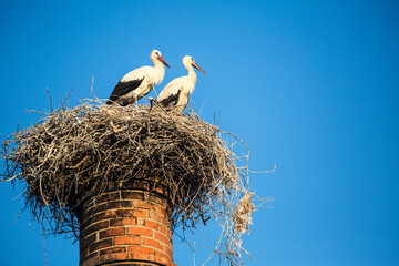 white stork in nest