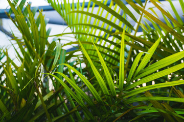 Bright green palm leaves and textures in South Florida.