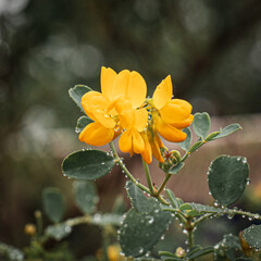 Fototapeta premium dew yellow flower in the garden
