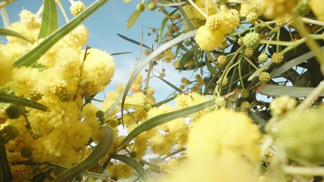 A bush of bright yellow mimosa flowers against a blue sky. Dolly slider extreme close-up.