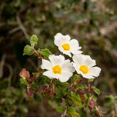 white flowers in the forest