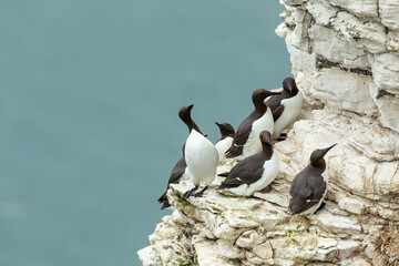 Guillemots, Scientific name: Uria Aalge, a bazaar of adult Guillemots perched on a high cliff ledge at Bempton Cliffs, East Yorkshire.  Clean turquoise sea background.  Copy space.