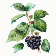 Obraz premium Blackberries with leaves on white background. Generative AI art.