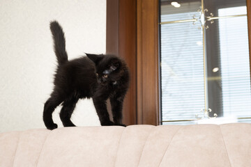 A black Maine coon kitten climbs a beige couch. Pet, love for cats, care for purebred pets