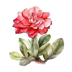 Watercolor Desert rose isolated on white, ai generated