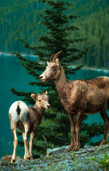Mother And Baby Ram In The Wild