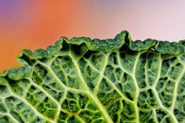 Macro photography of a savoy cabbage