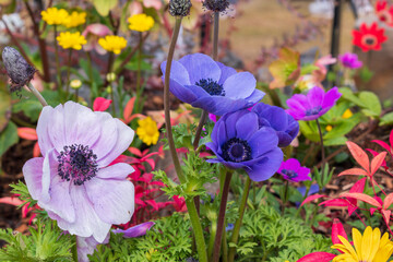花壇の花　春イメージ
