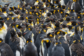 king penguin colony