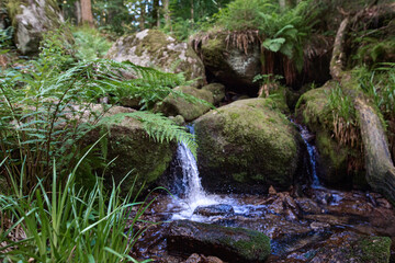 Farn am Bach mit Wasserfall, felsen und Moos im Schwarzwald