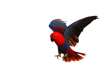 Colorful Eclectus parrot flying isolated on transparent background png file	