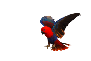 Colorful Eclectus parrot flying isolated on transparent background png file	