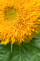 Macro closeup of the petals on a teddy bear sunflower bloom