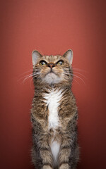 Old tabby cat, looking up at copy space curiously. Portrait on red background with copy space