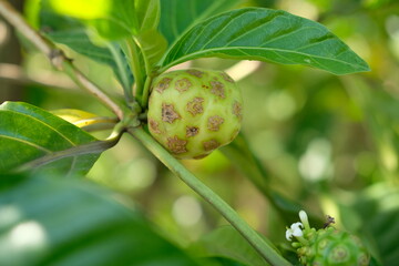 Noni or Morinda Citrifoli. Noni fruits in the tree.