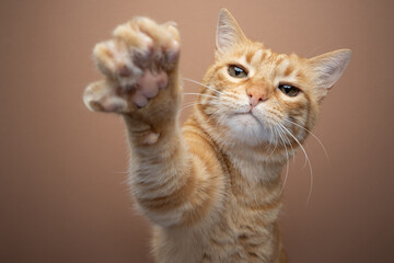 Tabby ginger cat, raising its paw with extended claws, reaching at camera. Portrait on beige...