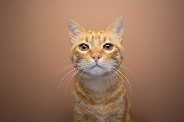 Tabby ginger, cat looking at camera, portrait on beige background with copy space