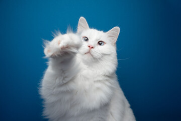 White ragdoll Cat raising fluffy paw. Portrait on Blue background with copy space