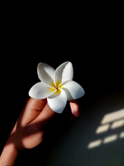 One hand holding the most beautiful flower Plumeria (Also known in Bangladesh as a 'Kathgolap') in an almost dark room where the hand and flower are the main focus 