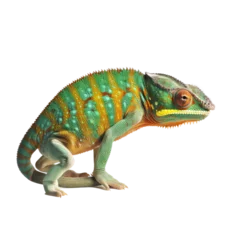 Keuken spatwand met foto color chameleon isolated on white © Tidarat