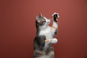 Side view of Cute cat playing. Cat rearing up raising paw with extended claws on red background...