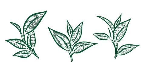 Green tea leaves. Hand drawn, vector.	
