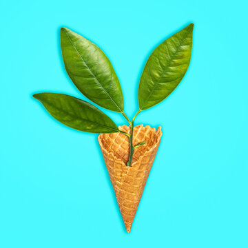 Young seedling in an ice cream cone, on a blue background. Isolated. Ecology concept. Natural products. Ecological