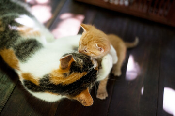 mom cat in a ray of morning sunlight on terrace in a box feeding her kittens