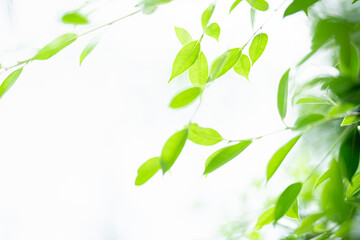 Natural green leaf texture with sun light use for nature background wallpaper cover page 