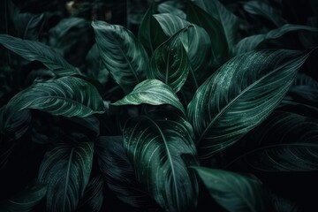 Leaves of Spathiphyllum cannifolium in the garden, abstract green texture, nature dark tone background, tropical leaf, Generative AI